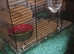 2 Sister Gerbils and All Equipment + Cage