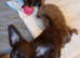 Tiny purebred Russian Toy puppies long-haired