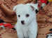 Jack russell puppies
