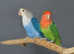 Baby Love birds,18