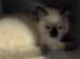 6th Gen* Purebreed Ragdoll Kittens GCCF & TICA
