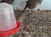 Bob White quail