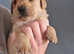 Labrador puppies looking for new homes!!