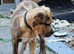 14 week old male neopolitan mastiff cross
