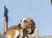 Beautiful Working Foxhound