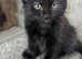 Mixed breed kittens