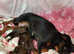 Beautiful kc reg griffon babies ready to leave