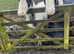 12.3 cob gelding