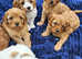 Beautiful cavapoo puppies for sale