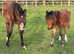 Beautiful welsh c colt