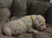 beautiful KC registered litter of Dalmations