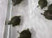 Baby Green River side Turtles,6