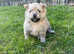 German Spitz puppies for sale