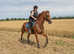 16.2hh all rounder