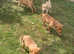 Beautiful red and yellow Labradors