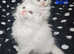 Maine Coon Angora