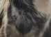 6 year old mare