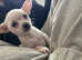 9 week Beautiful singleton Chihuahua