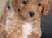 F2B Cavapoochon puppy for sale £1500 LAST ONE LEFT