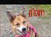WelshXColliepups****READY TO GO****