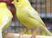 Yellow Canaries,9