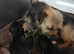 Border terrier puppy's