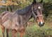 Beautiful 15.1hh allrounder