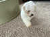Bichon frise bitch