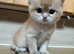 GCCF Registered Chocolate Golden Dominant of Blue Eyes Kittens
