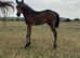 Part-bred Arab Colt