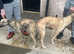 Saluki bull greyhound x collie bull greyhound