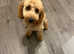 8 month Cavapoo