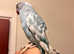 Stunning baby hand tamed pied blue