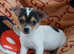 Jack russell puppies