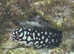 Marine - large Skeletor Eel for rehoming