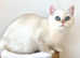 Reverie Rare Copper Silver British Shorthair