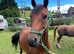 British riding pony