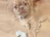 A beautiful little shih itzu for sale