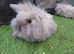 Seal point mini lops and lion lop baby rabbits