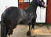 Pretty blagdon mare for sale