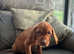 4 boys Readyj to go - Hungarian Vizsla KC reg  pups