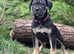 Italian mastiff/cane corso