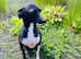 Italian Greyhound Male