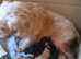 Miniature Labradoodle puppies
