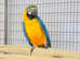 Stunning breeding pair macow parrot