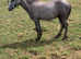 Welsh sec A colt