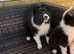 Stunning rough collie x boarder collie puppies for sale