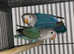 Babies Lovebirds
