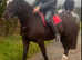 Cob cross sportshorse