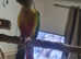 Silly tame green cheek conure